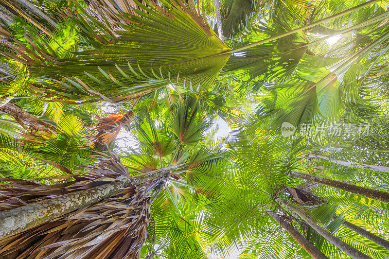 热带动物与棕榈树“Coco De Mer”在热带雨林和自然保护区Vallee De Mai，塞舌尔，Praslin